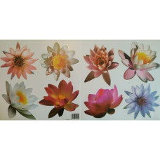 54105 - Water Lily