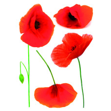 43002 - Poppies
