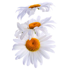 44003 - Super Daisies