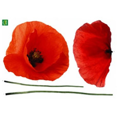 57105 - Poppies