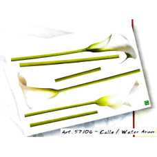 57106 - Water Arum