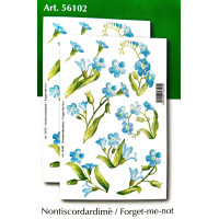 56102 - Forget-me Not