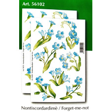 56102 - Forget-me Not